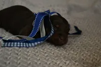 Brownie , a male Miniature Dachshund for sale in Riverside, CA – 3 of 5