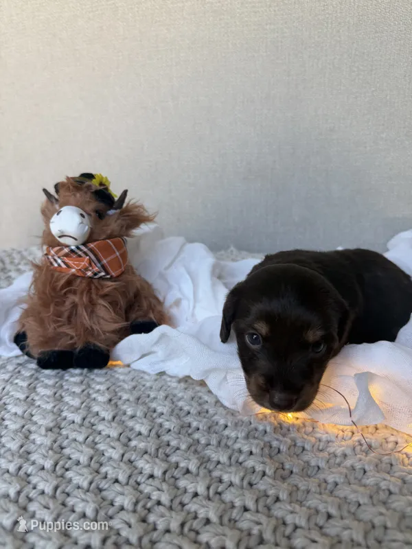 Brownie  – Miniature Dachshund puppy for sale in Riverside, CA
