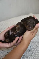 Brownie , a male Miniature Dachshund for sale in Riverside, CA – 2 of 5
