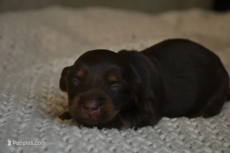 Brownie  – Miniature Dachshund puppy for sale in Riverside, CA