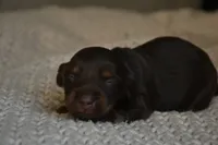 Brownie , a male Miniature Dachshund for sale in Riverside, CA – 1 of 5