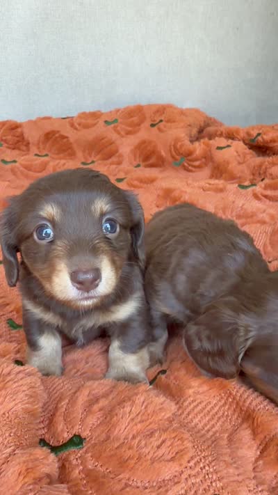 Toffee, a female Miniature Dachshund for sale in Riverside, CA – 4 of 4