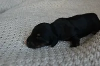 Chip, a male Miniature Dachshund for sale in Riverside, CA – 4 of 6