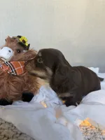 Toffee, a female Miniature Dachshund for sale in Riverside, CA – 3 of 4