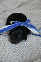 Chip, a male Miniature Dachshund for sale in Riverside, CA – 6 of 6