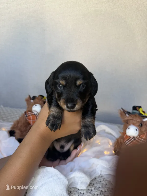 Chip – Miniature Dachshund puppy for sale in Riverside, CA