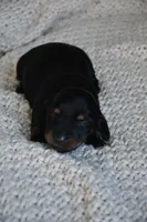 Chip, a male Miniature Dachshund for sale in Riverside, CA – 2 of 6