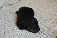 Chip, a male Miniature Dachshund for sale in Riverside, CA – 5 of 6