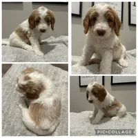 Red/Cream Parti Girl, a male Goldendoodle for sale in Lancaster, SC – 3 of 4