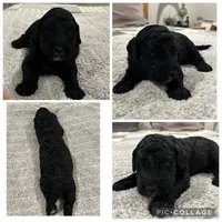 Black Boy, a male Goldendoodle for sale in Lancaster, SC – 4 of 4