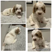 Red/Cream Parti Boy, a male Goldendoodle for sale in Lancaster, SC – 2 of 4
