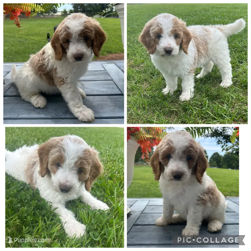 Red/Cream Parti Girl – Goldendoodle puppy for sale in Lancaster, SC