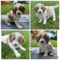 Red/Cream Parti Girl, a male Goldendoodle for sale in Lancaster, SC – 1 of 4