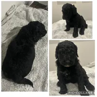 Black Boy, a male Goldendoodle for sale in Lancaster, SC – 3 of 4