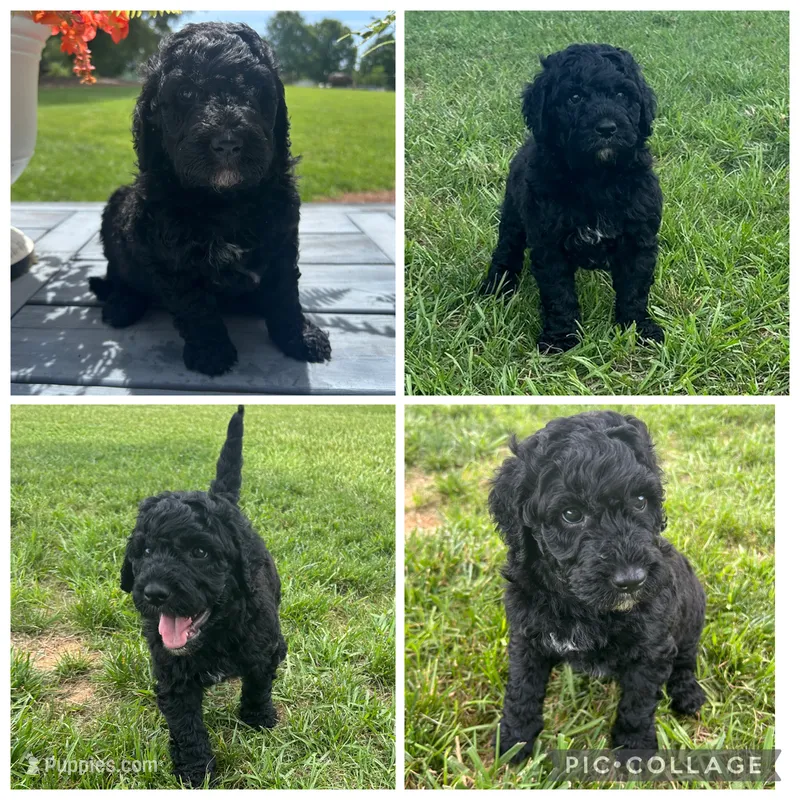 Black Boy – Goldendoodle puppy for sale in Lancaster, SC