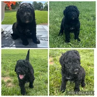 Black Boy, a male Goldendoodle for sale in Lancaster, SC – 1 of 4