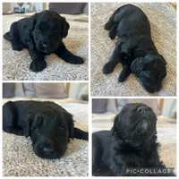 Black Girl, a female Goldendoodle for sale in Lancaster, SC – 2 of 4