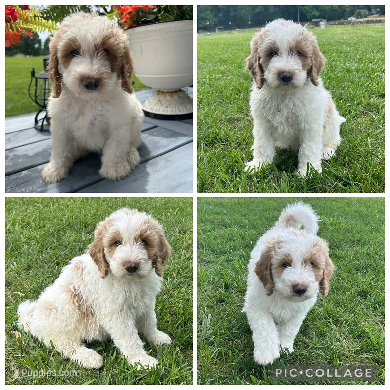 Red/Cream Parti Boy – Goldendoodle puppy for sale in Lancaster, SC