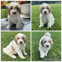 Red/Cream Parti Boy, a male Goldendoodle for sale in Lancaster, SC – 1 of 4