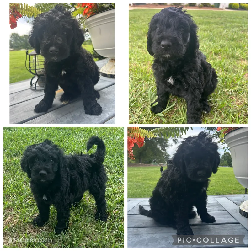 Black Abstract Girl – Goldendoodle puppy for sale in Lancaster, SC