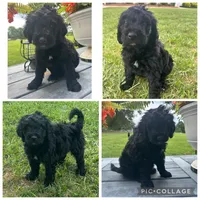 Black Abstract Girl, a female Goldendoodle for sale in Lancaster, SC – 1 of 4