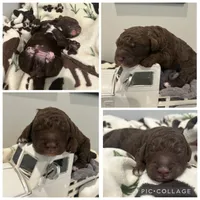 Chocolate Abstract Boy, a male Goldendoodle for sale in Lancaster, SC – 2 of 4