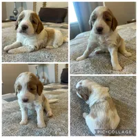 Red/Cream Parti Girl, a male Goldendoodle for sale in Lancaster, SC – 2 of 4