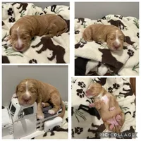 Apricot Abstract Girl, a female Goldendoodle for sale in Lancaster, SC – 4 of 4