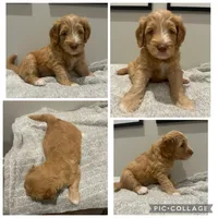 Apricot Abstract Girl, a female Goldendoodle for sale in Lancaster, SC – 3 of 4