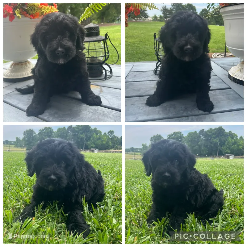 Black Girl – Goldendoodle puppy for sale in Lancaster, SC