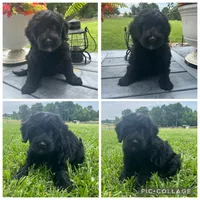 Black Girl, a female Goldendoodle for sale in Lancaster, SC – 1 of 4