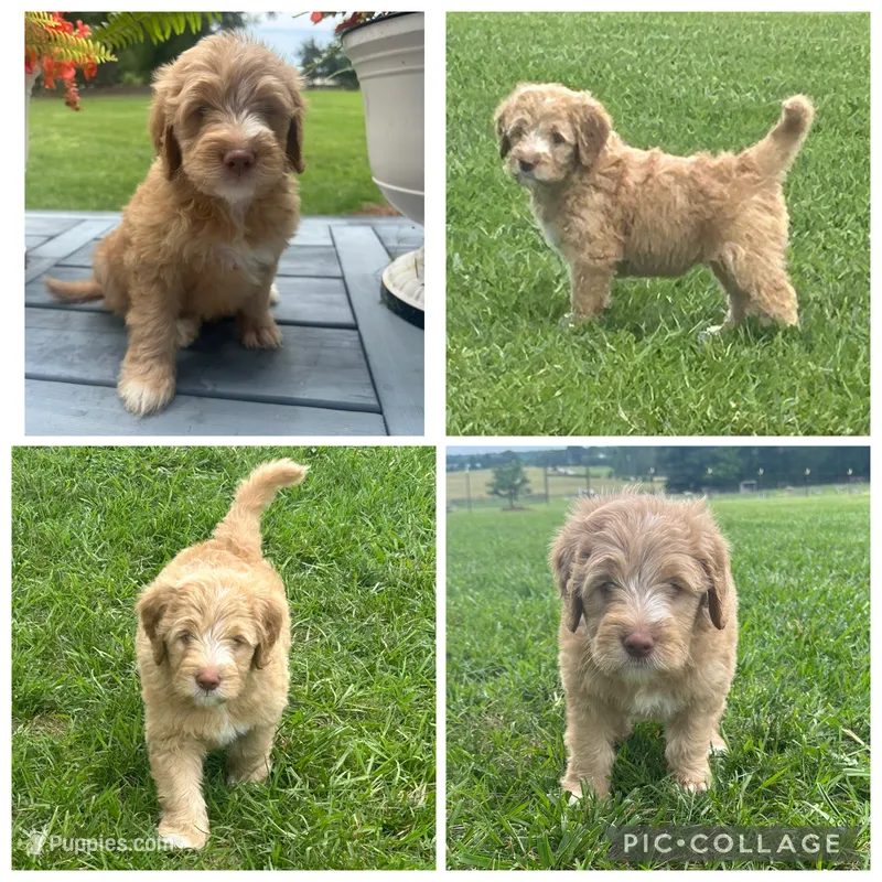 Apricot Abstract Girl – Goldendoodle puppy for sale in Lancaster, SC