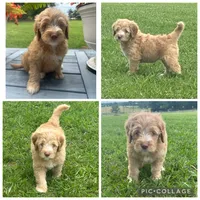 Apricot Abstract Girl, a female Goldendoodle for sale in Lancaster, SC – 1 of 4