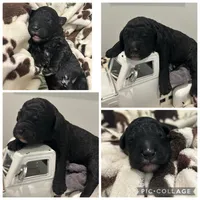 Black Boy, a male Goldendoodle for sale in Lancaster, SC – 2 of 4