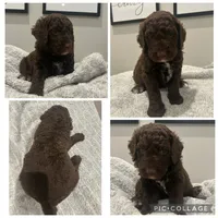 Chocolate Abstract Boy, a male Goldendoodle for sale in Lancaster, SC – 3 of 4