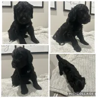 Black Abstract Girl, a female Goldendoodle for sale in Lancaster, SC – 4 of 4