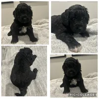 Black Abstract Boy, a male Goldendoodle for sale in Lancaster, SC – 3 of 4