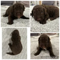 Chocolate Abstract Boy, a male Goldendoodle for sale in Lancaster, SC – 4 of 4