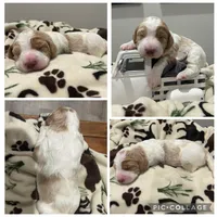 Red/Cream Parti Girl, a male Goldendoodle for sale in Lancaster, SC – 4 of 4
