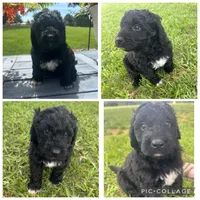 Black Abstract Boy, a male Goldendoodle for sale in Lancaster, SC – 1 of 4