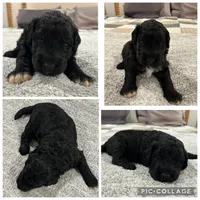 Black Abstract Boy, a male Goldendoodle for sale in Lancaster, SC – 4 of 4