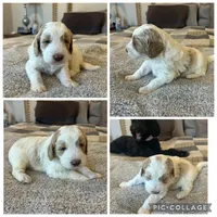 Red/Cream Parti Boy, a male Goldendoodle for sale in Lancaster, SC – 4 of 4