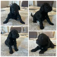 Black Abstract Girl, a female Goldendoodle for sale in Lancaster, SC – 3 of 4