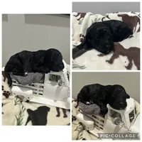 Black Abstract Girl, a female Goldendoodle for sale in Lancaster, SC – 2 of 4