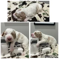 Red/Cream Parti Boy, a male Goldendoodle for sale in Lancaster, SC – 3 of 4