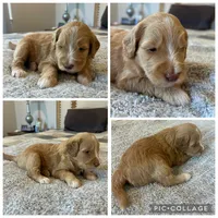 Apricot Abstract Girl, a female Goldendoodle for sale in Lancaster, SC – 2 of 4