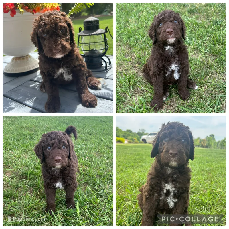 Chocolate Abstract Boy – Goldendoodle puppy for sale in Lancaster, SC