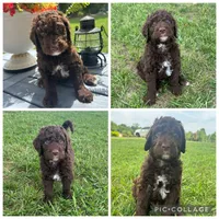 Chocolate Abstract Boy, a male Goldendoodle for sale in Lancaster, SC – 1 of 4