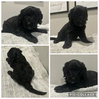 Black Girl, a female Goldendoodle for sale in Lancaster, SC – 4 of 4