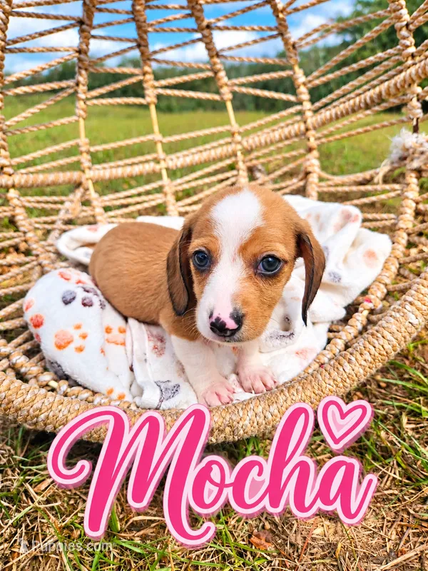 Mocha – Miniature Dachshund puppy for sale in Clanton, AL